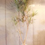 ドラセナ コンシンナ (10号) 10,000円〜